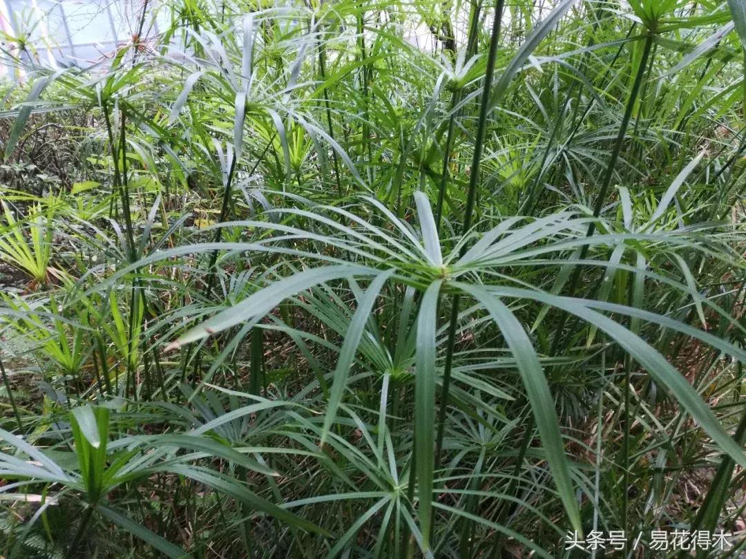 盆景富贵竹叶子发黄怎么救,水培棕竹叶片发黑干枯怎么解救