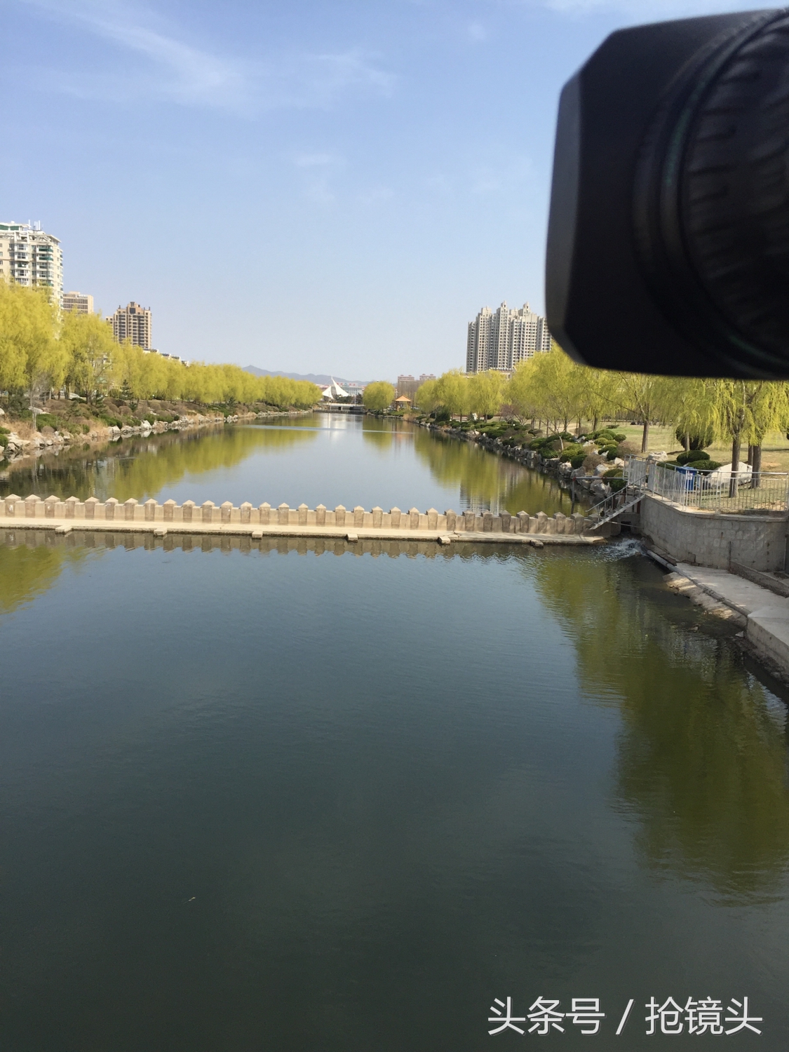 关于柳树的经典诗句,关于柳树的诗句及赏析