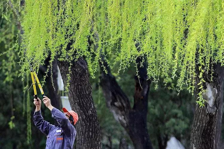 春柳，最平易近人的春色