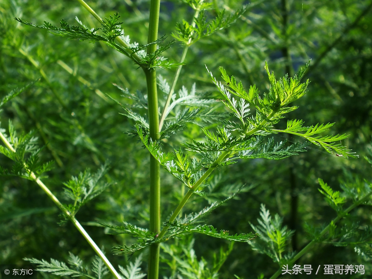 养鸡妙招驱虫小视频,春季养鸡驱虫方法有哪些