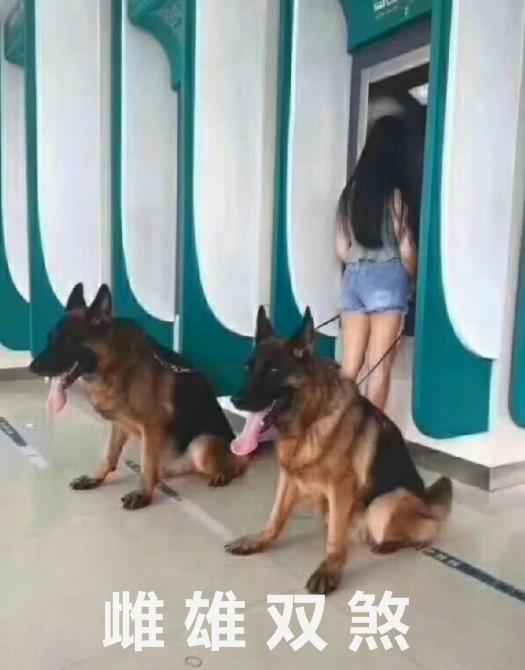 保镖型狗,保镖犬德牧