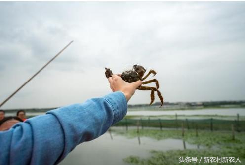 农业想赚钱商业模式是关键,农业创业技术大全