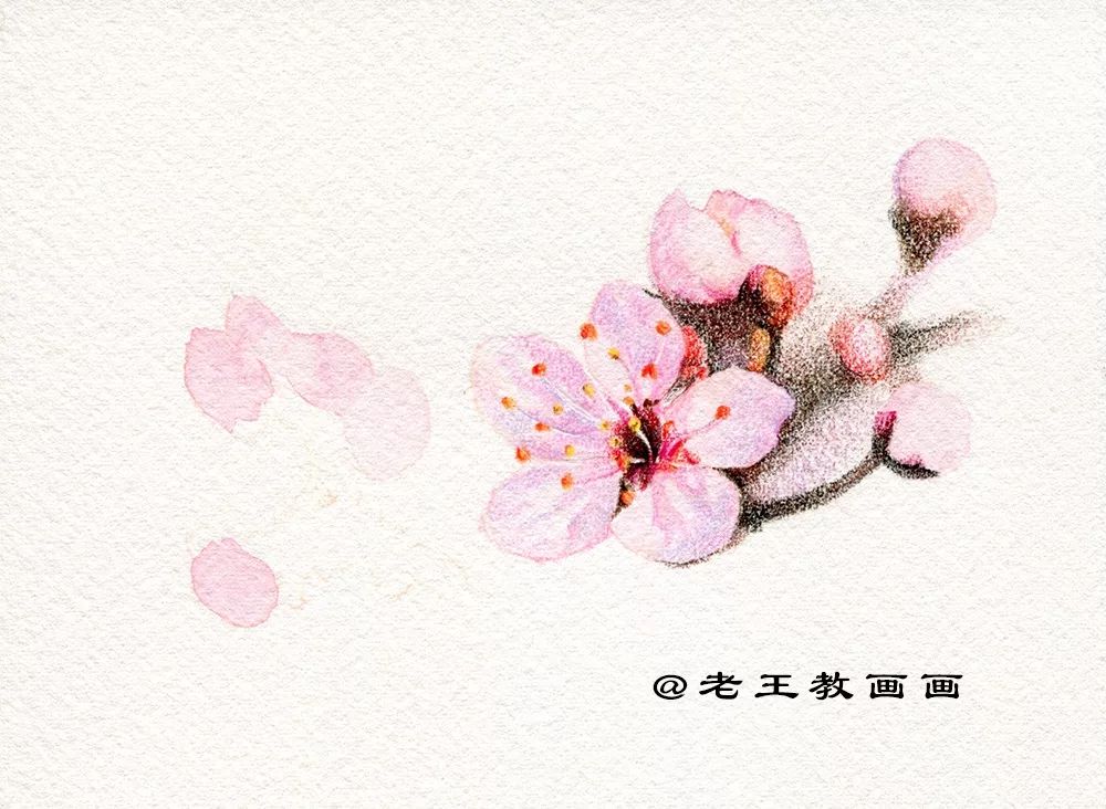 桃花桃树用彩铅怎么画,三年级简单画桃花彩铅