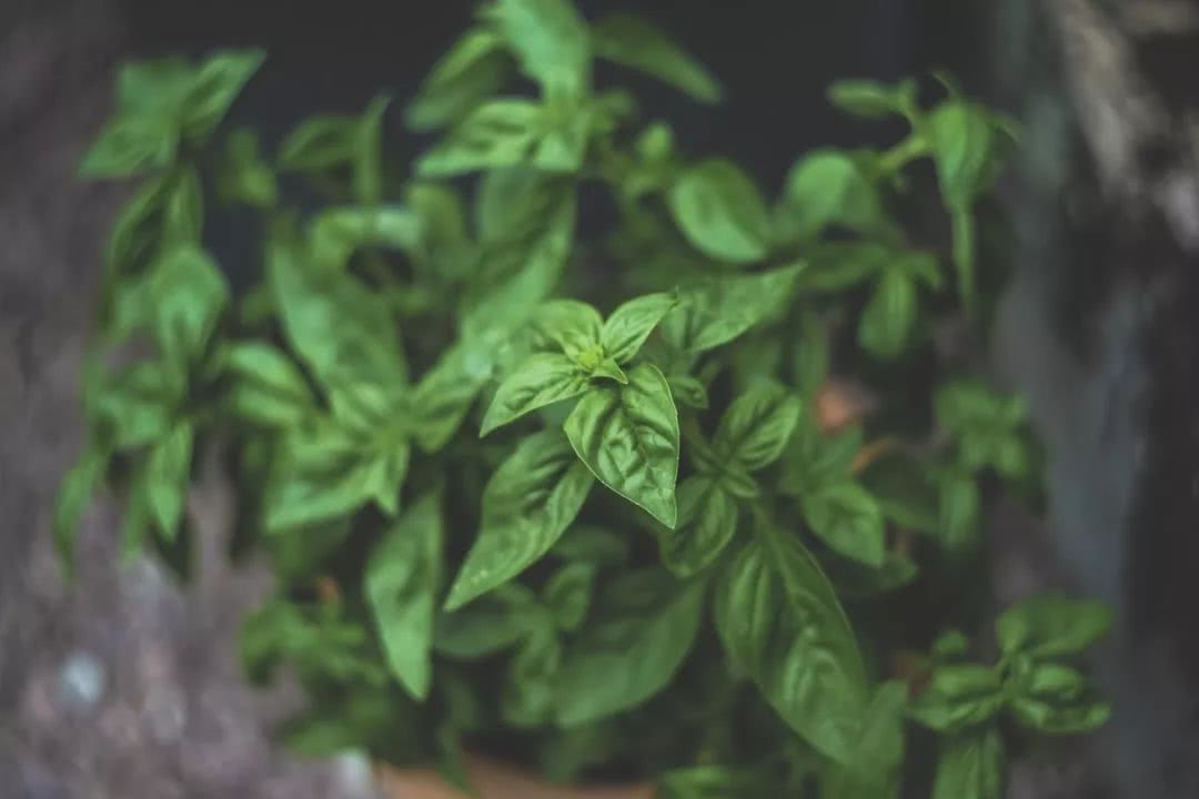 阳台盆栽香料,在家种什么香料好吃又实惠