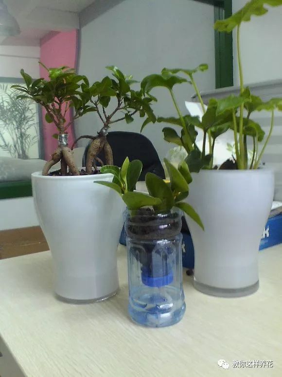 塑料瓶自制免浇水的花盆方法,自吸水免浇水懒人花盆