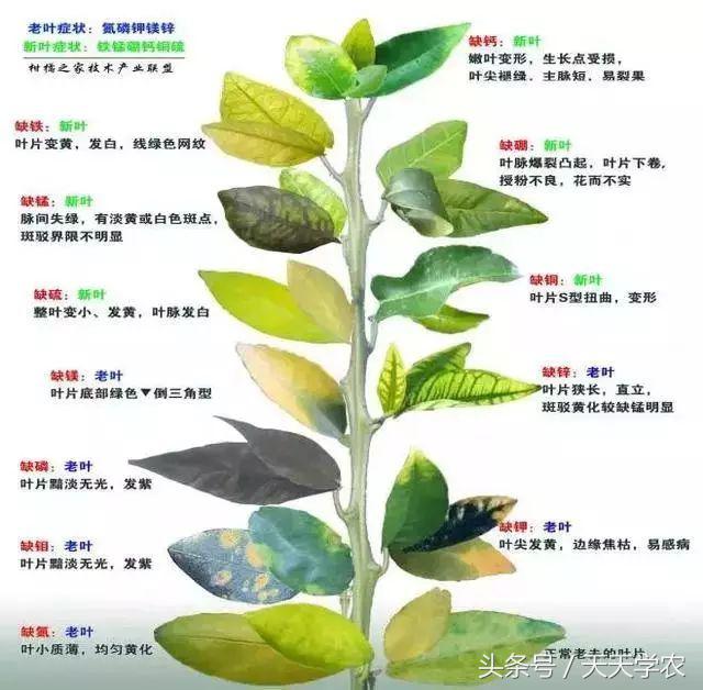 柑橘幼苗黄化怎么回事,柑橘幼树春梢突然黄化是怎么回事