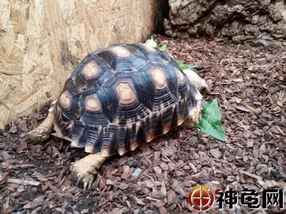 陆龟应该要怎么养,陆龟养多久可以吃东西