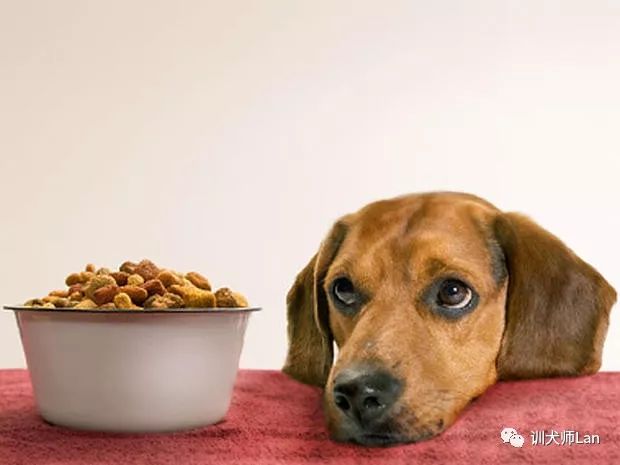 狗狗食用维生素d,狗狗吃优质的狗粮有什么好处
