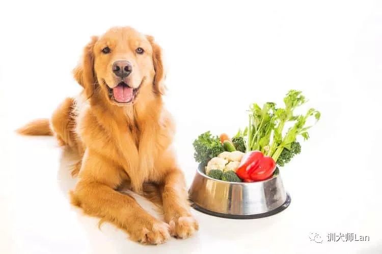 狗狗食用维生素d,狗狗吃优质的狗粮有什么好处