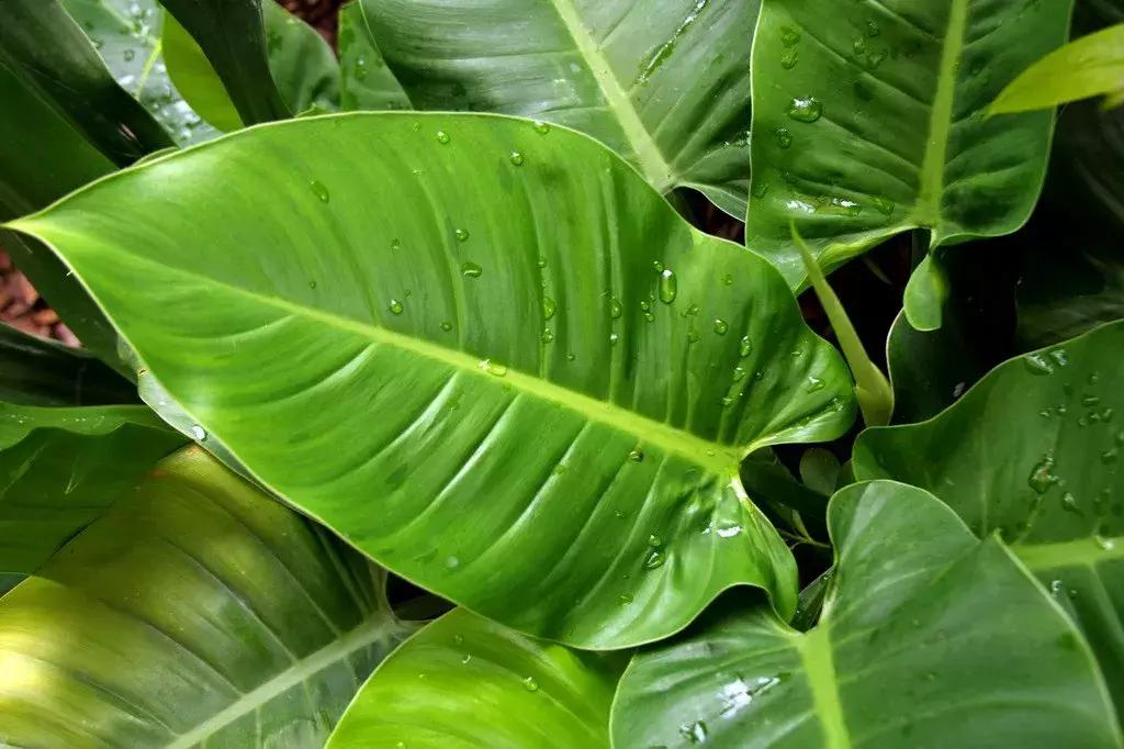 木本植物什么月份修剪最好,红背桂这种植物该如何给它修剪