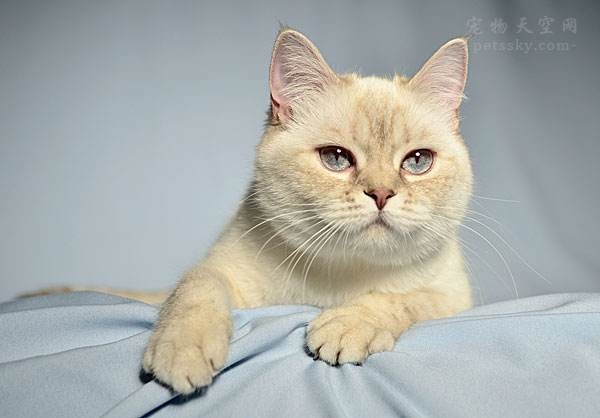 猫咪吃生肉好还是熟肉好,猫咪生肉和熟肉哪个更好消化