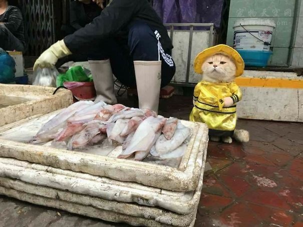 猫咪吃生肉好还是熟肉好,猫咪生肉和熟肉哪个更好消化