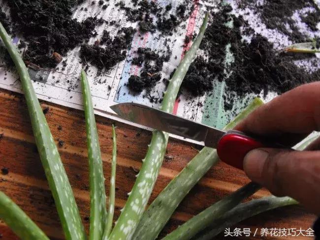 盆栽芦荟越长越高怎么办,为何芦荟不停长侧芽