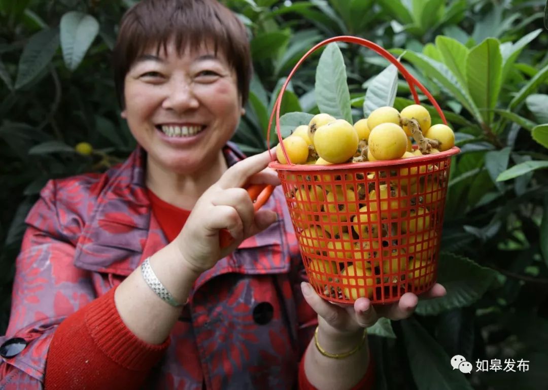 如皋这个地方种了一种神奇的树！树上会掉“金蛋”，“无涌”的人去“抢”！