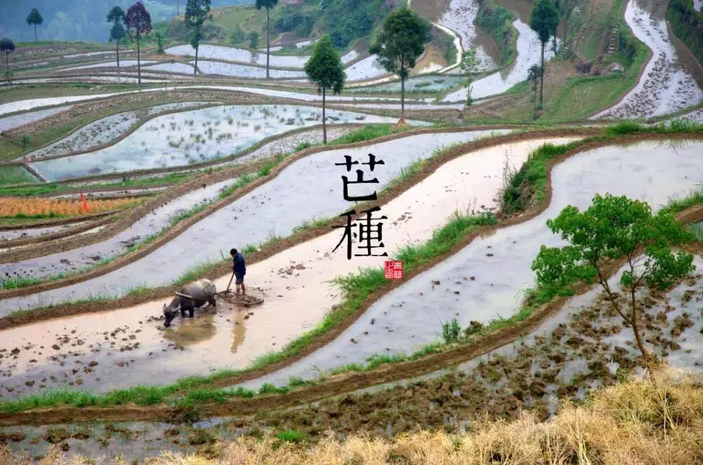 芒种节气什么意思有什么讲求,芒种是指哪个节气
