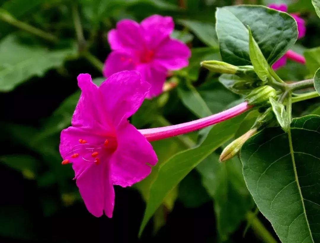 白胭脂花和紫茉莉有什么区别,紫茉莉是不是胭脂花