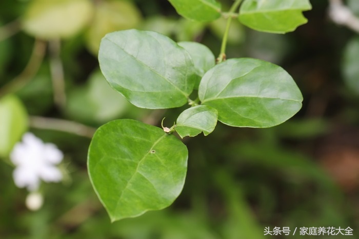 如何预防茉莉病虫害,茉莉怎么治虫害