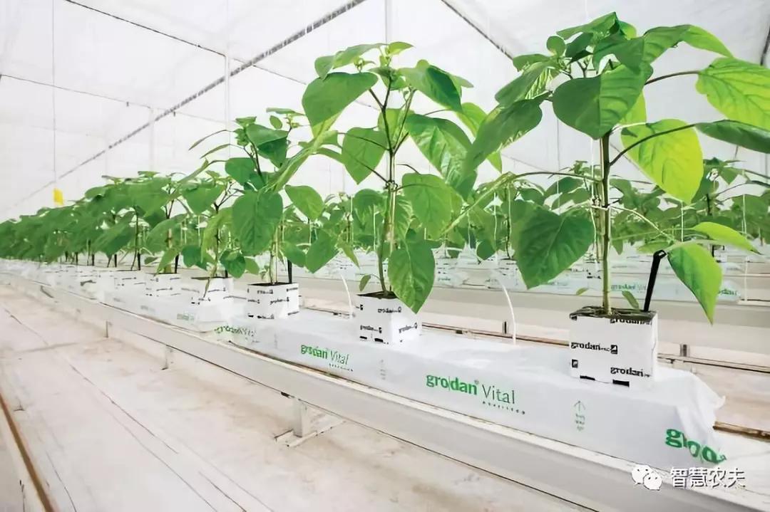 荷兰无土栽培番茄是什么材料,荷兰番茄栽培亩产达十万