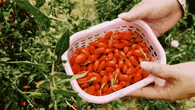 养生泡枸杞,啤酒泡枸杞做法