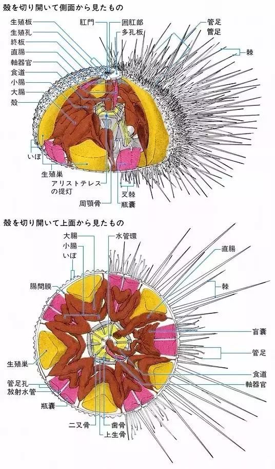 慎点内容完整版,慎点是什么