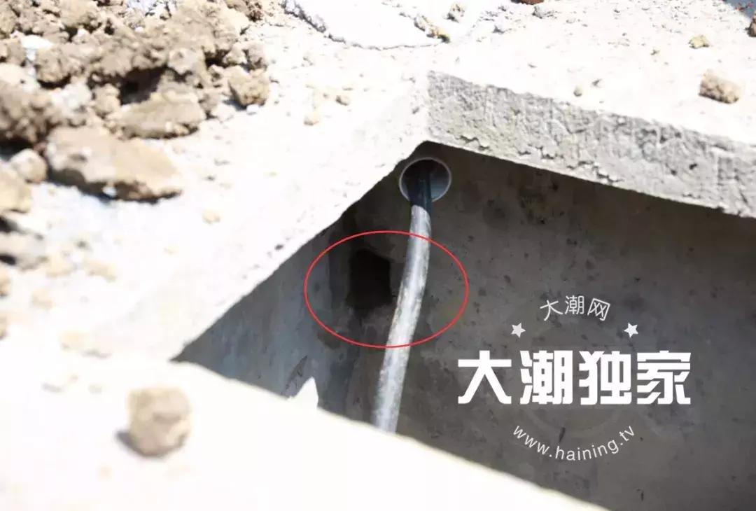 千万别大意！这户人家挖出成千上万蠕动的……房子下面还有十几个窝……