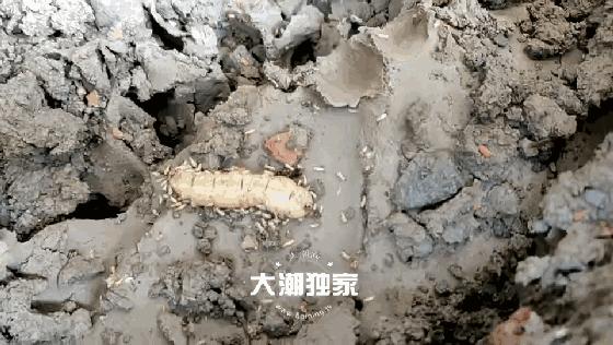 千万别大意！这户人家挖出成千上万蠕动的……房子下面还有十几个窝……
