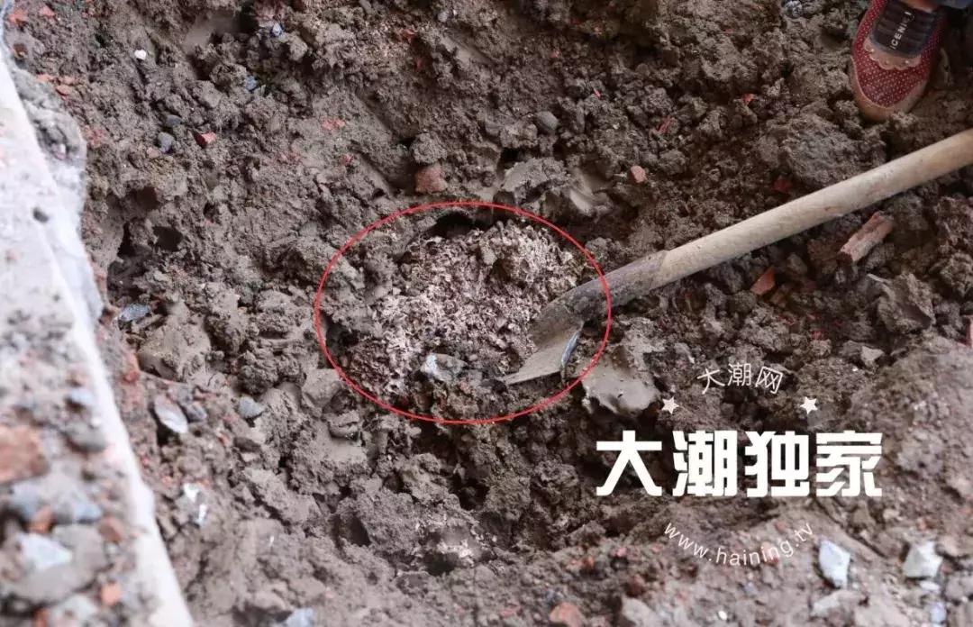 千万别大意！这户人家挖出成千上万蠕动的……房子下面还有十几个窝……