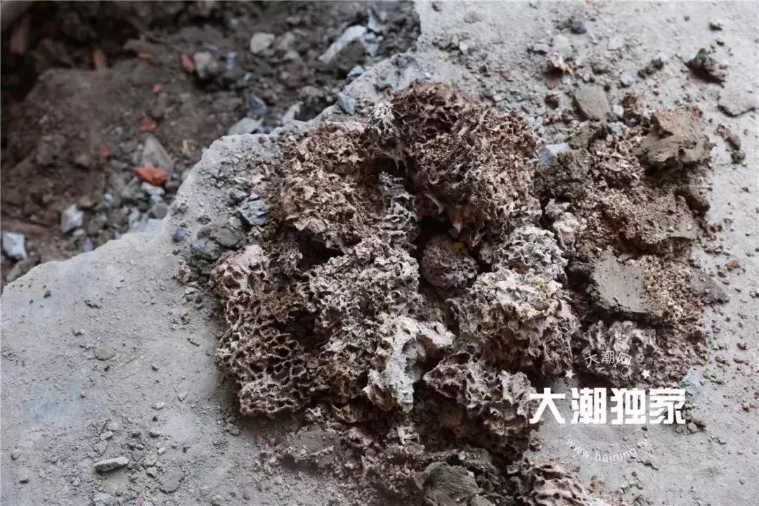 千万别大意！这户人家挖出成千上万蠕动的……房子下面还有十几个窝……