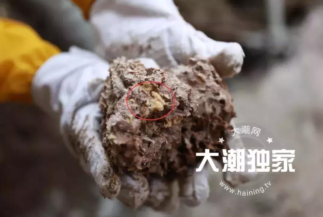 千万别大意！这户人家挖出成千上万蠕动的……房子下面还有十几个窝……