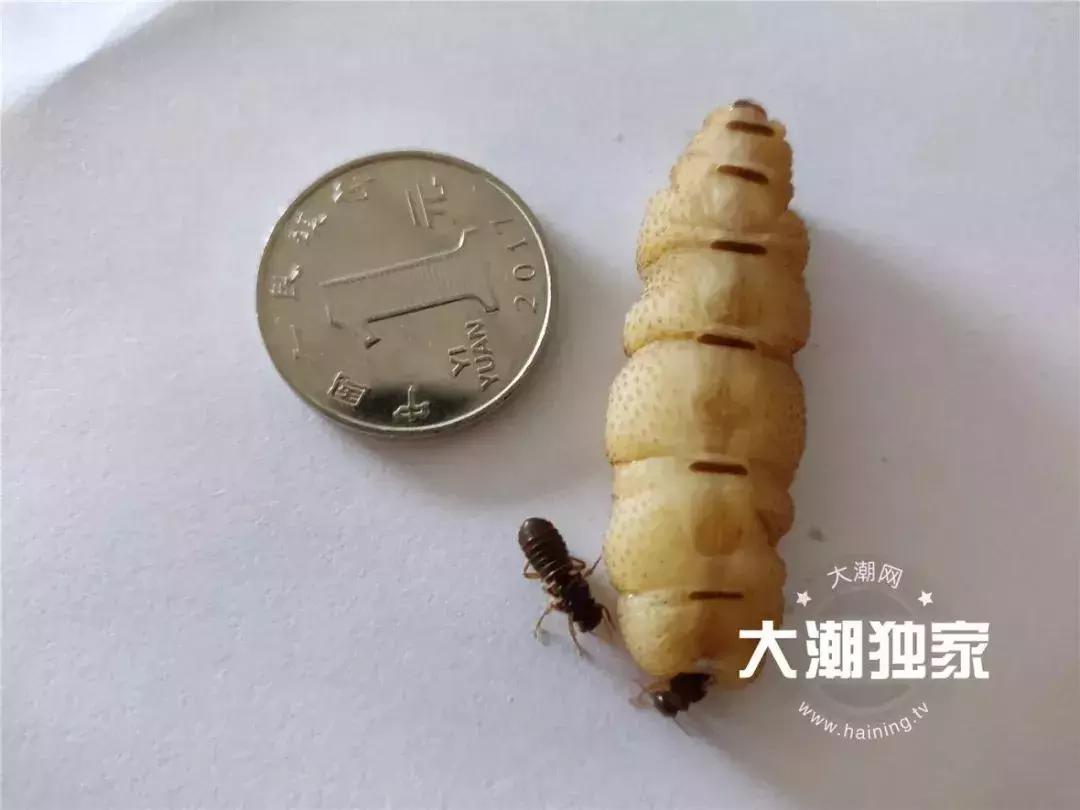 千万别大意！这户人家挖出成千上万蠕动的……房子下面还有十几个窝……