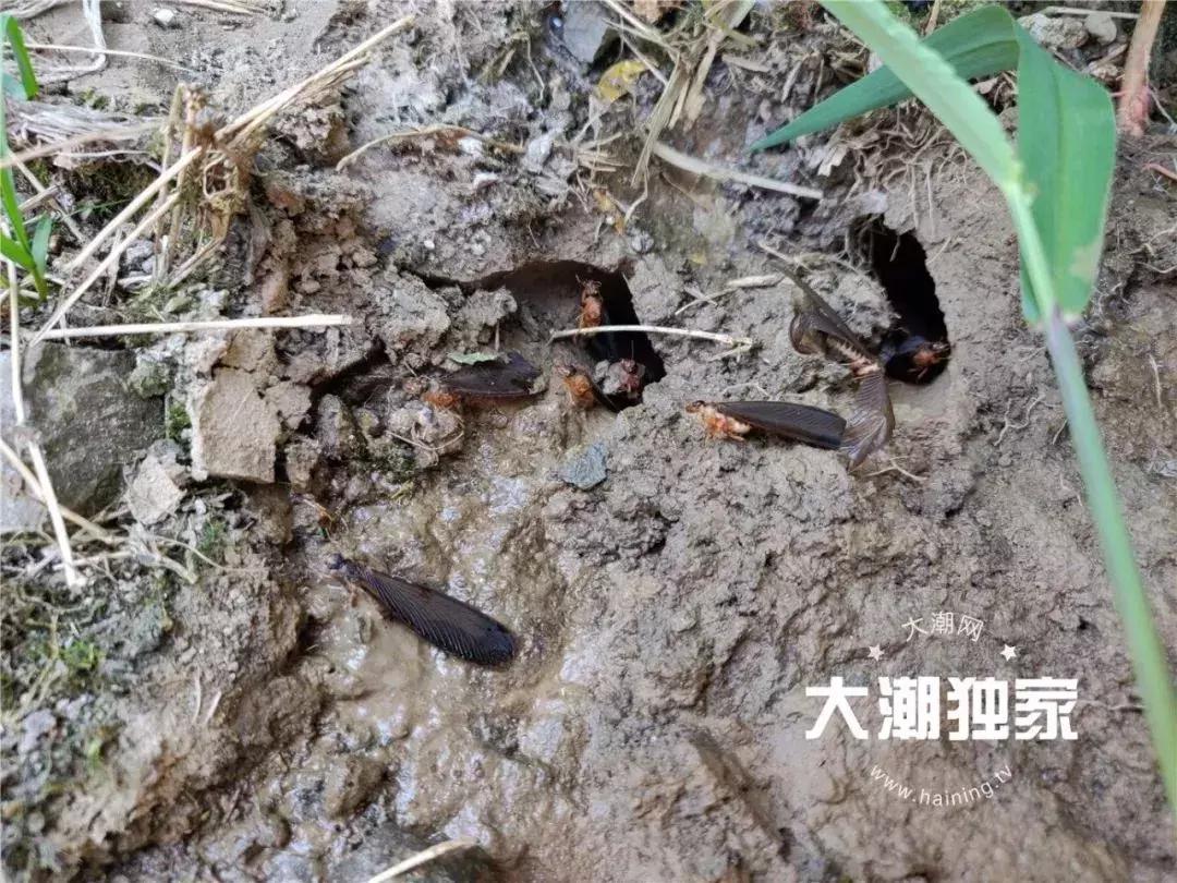 千万别大意！这户人家挖出成千上万蠕动的……房子下面还有十几个窝……