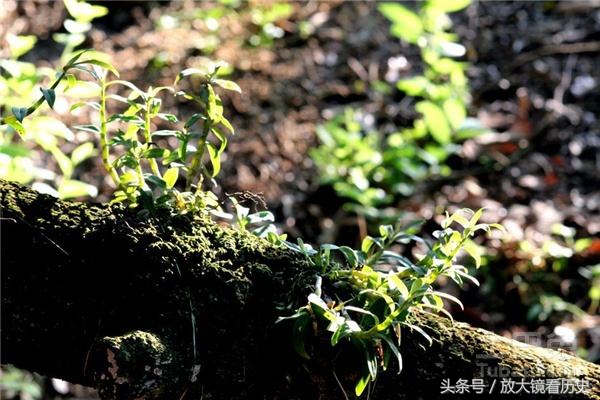中国十大滋补圣品,中国古代十大顶级食材