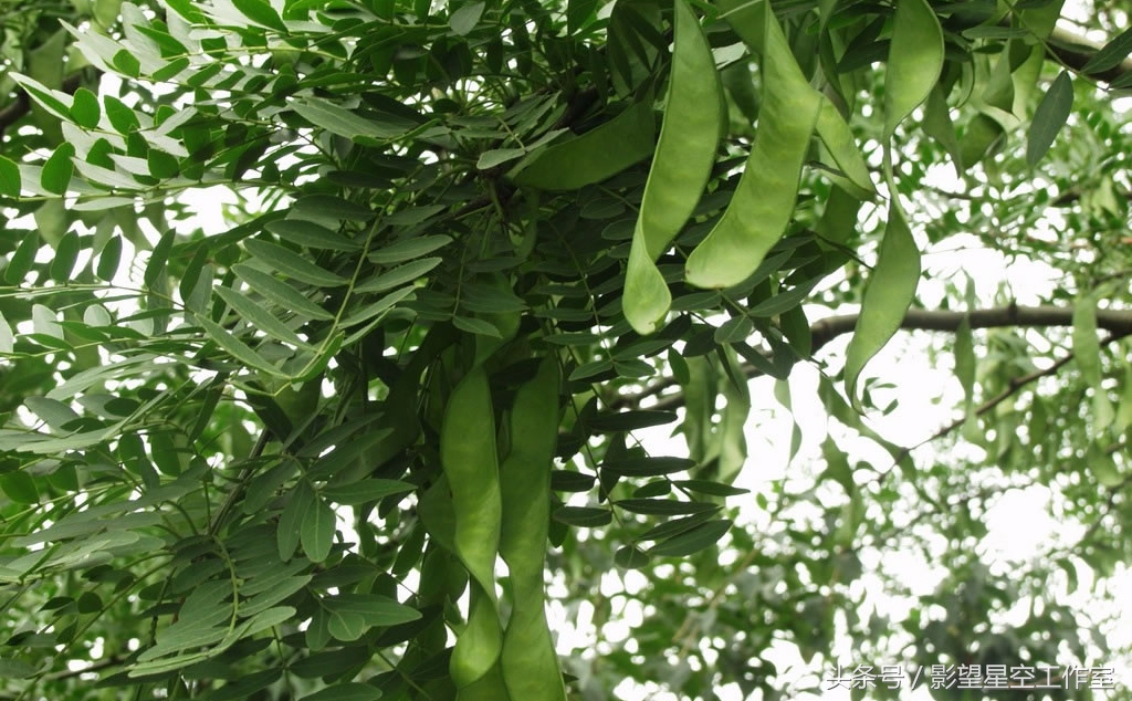 改良优质皂角树种排名,皂角树种植几年有收益