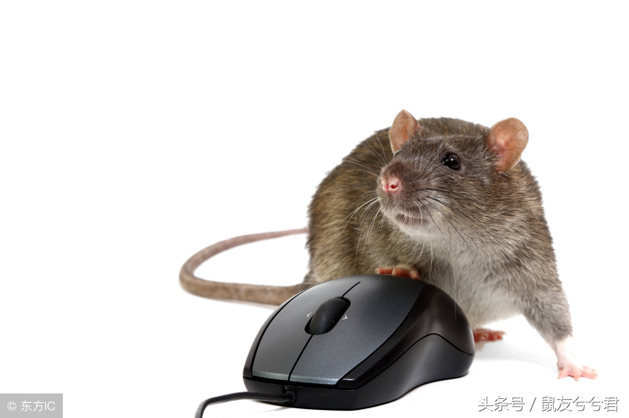 仓鼠好像生病了,小仓鼠怎么避免生病或死亡