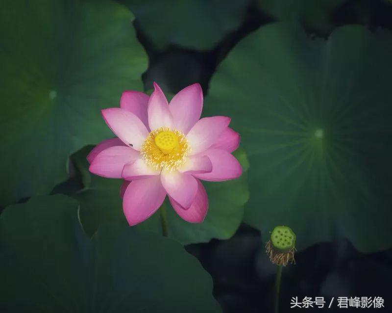 徕卡德味取决于镜头还是机身,徕卡德味