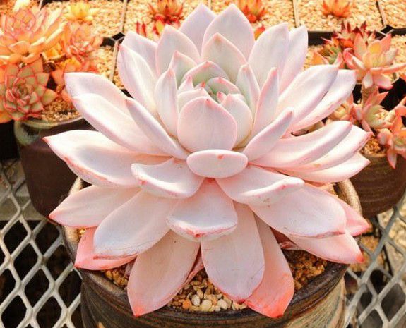 雪莲多肉好服盆不,雪莲系多肉