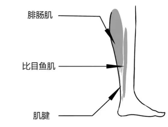 男士大腿粗屁股大该怎么减,腿粗胯宽怎么减最快瘦下来