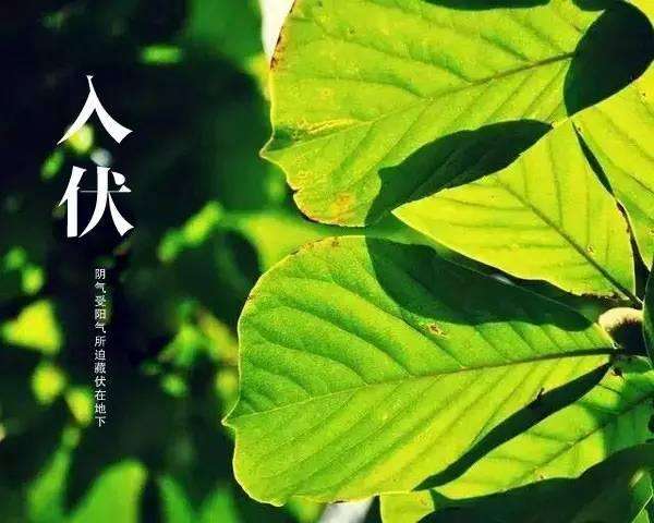 今日入伏三伏注意事项,今日入伏三伏天