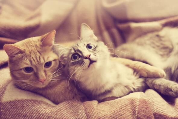 猫咪思春期的特征,猫咪闹春最快解决方法