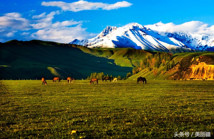 新疆黑蜂基地伊犁,新疆尼勒克县黑蜂蜂蜜