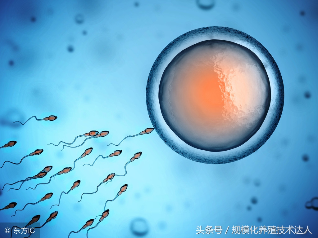 养猪怎么保持干燥,养猪温度湿度密度