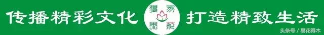 多肉推荐：“兔斯基”碧光环的鉴赏养护