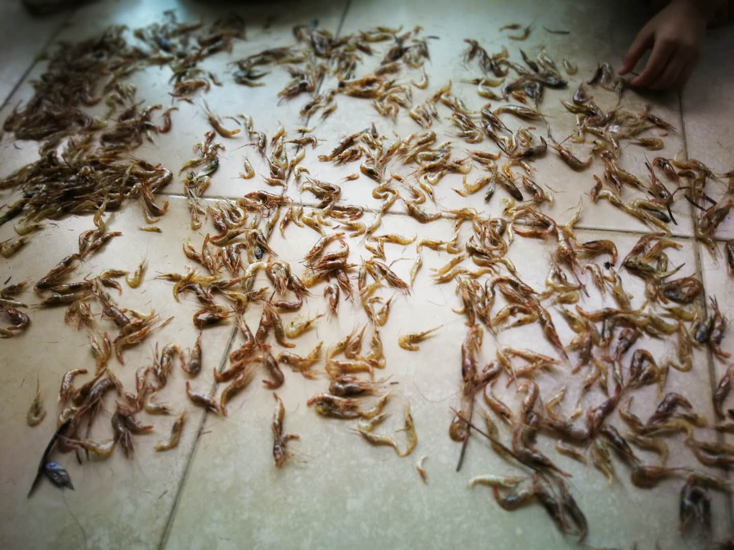 请问韭菜和河虾怎么炒呀,韭菜炒小河虾的家常做法