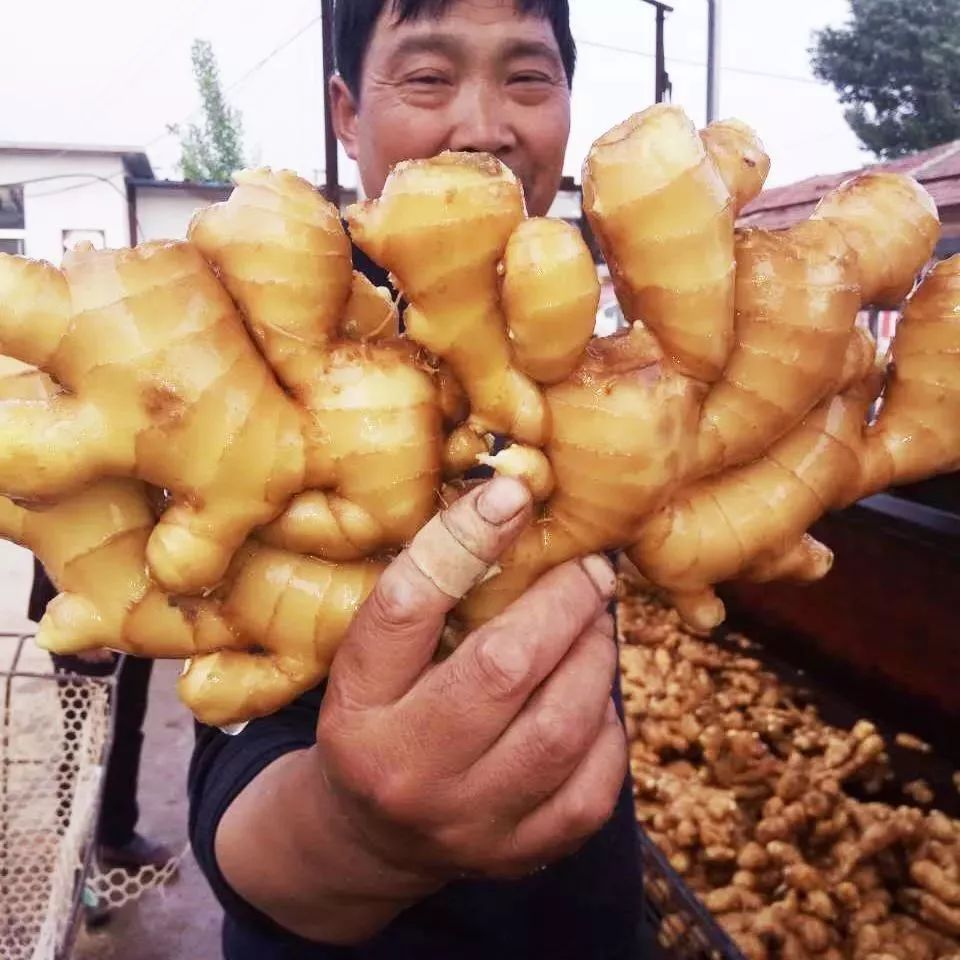 别小看葱姜蒜，这三个区域公用品牌不仅热销国内市场，还被卖到全世界！