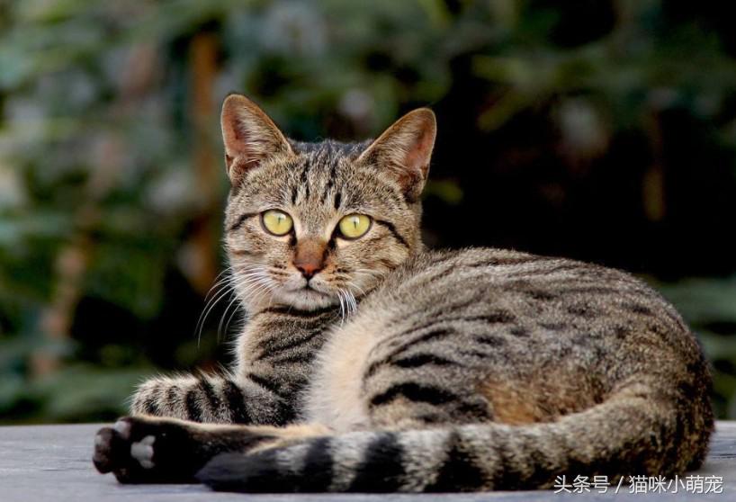猫咪抓到老鼠后会吃掉它吗,为什么猫抓到老鼠不立刻吃掉呢
