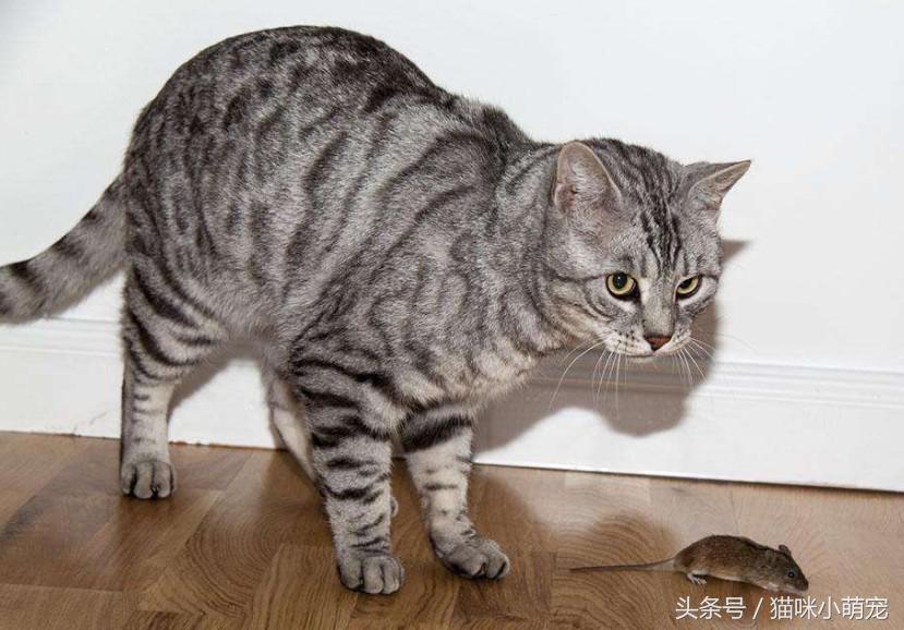 猫咪抓到老鼠后会吃掉它吗,为什么猫抓到老鼠不立刻吃掉呢