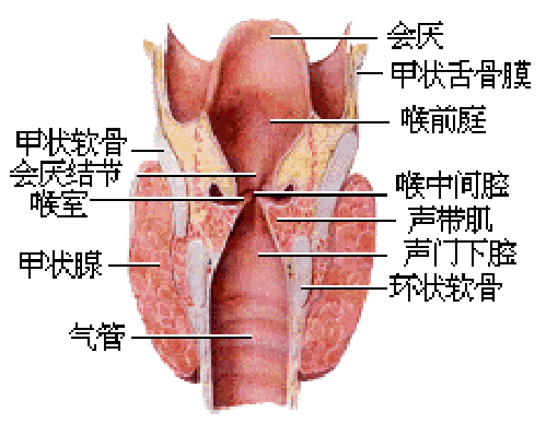 人体解剖学喉的讲课视频,人体解剖生理学咽喉的介绍