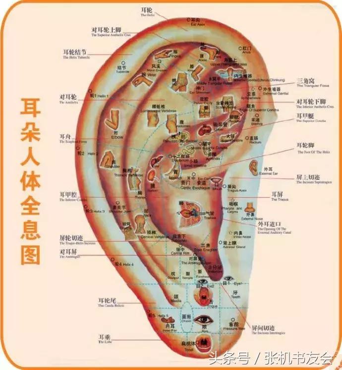 针灸按摩全息图（收藏版）