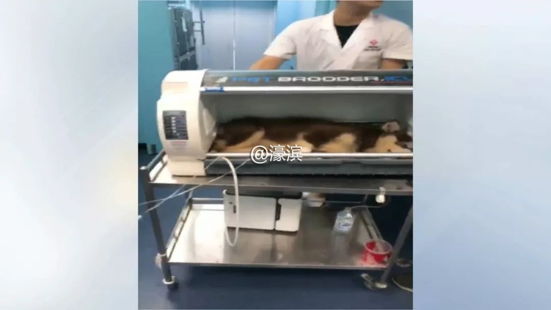 宠物坠楼事故,小狗坠楼抢救