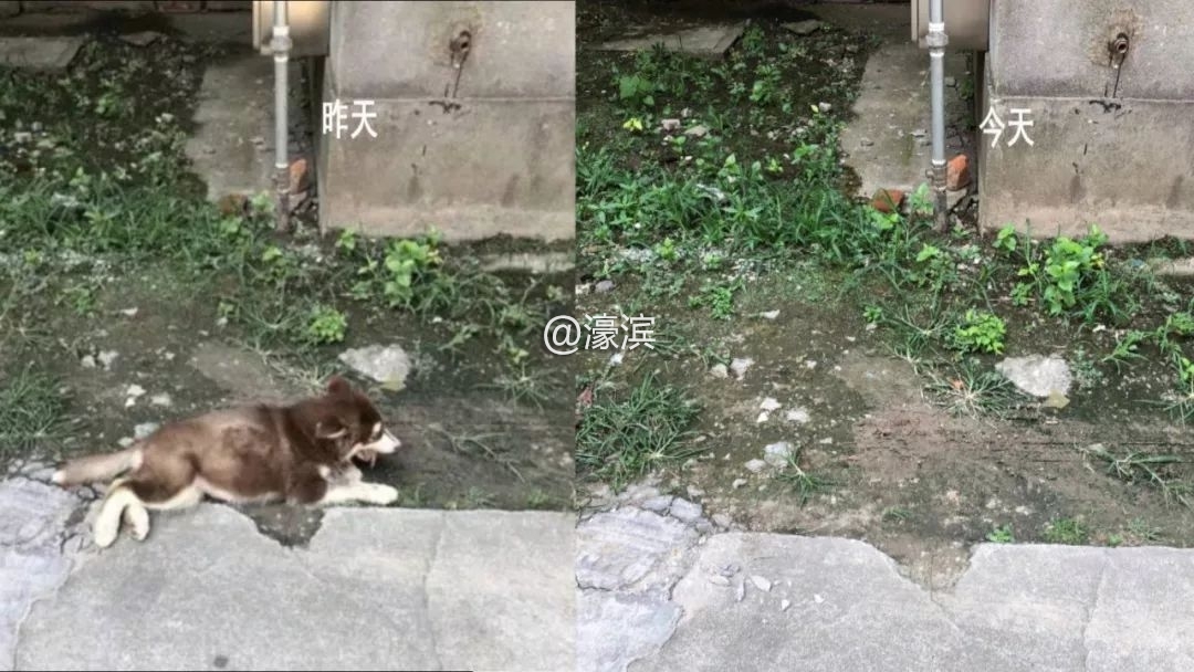 宠物坠楼事故,小狗坠楼抢救